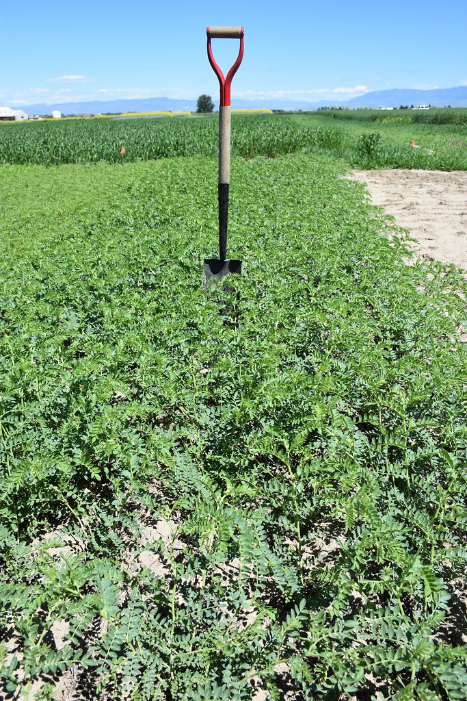 Kabuli Chickpeas Wholesale wholesale product