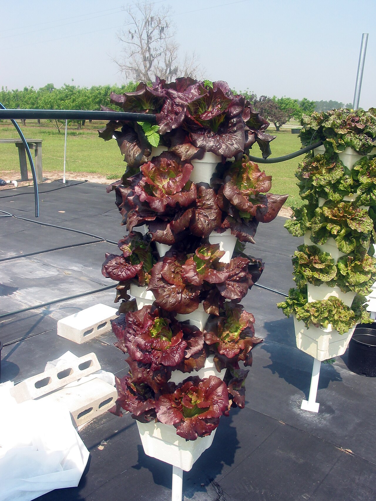 Leafy Greens and Herb Hydroponic Tower Kit Wholesale pack for wholesale and international export