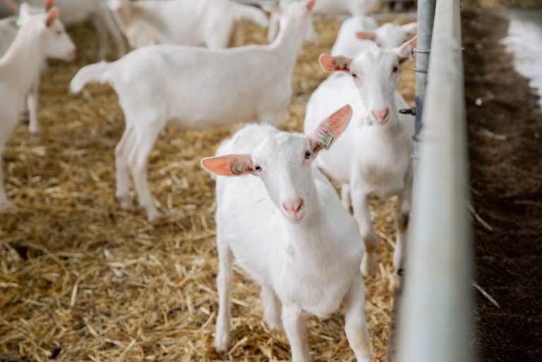 Live Dairy Goats for Breeding Wholesale