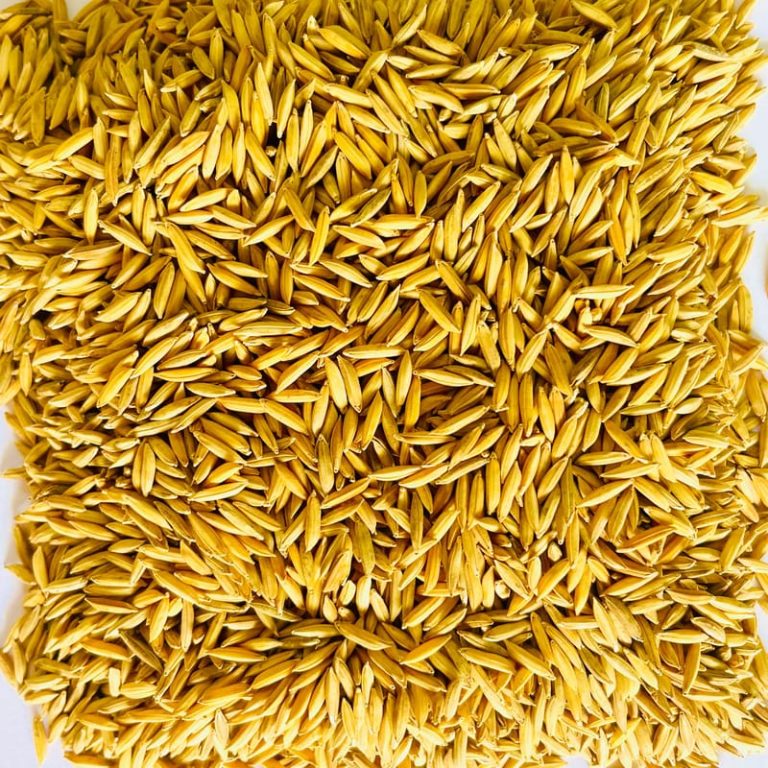 Rice Seeds for Commercial Planting Wholesale