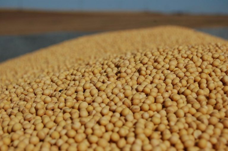 Soybean Seeds for Planting Wholesale
