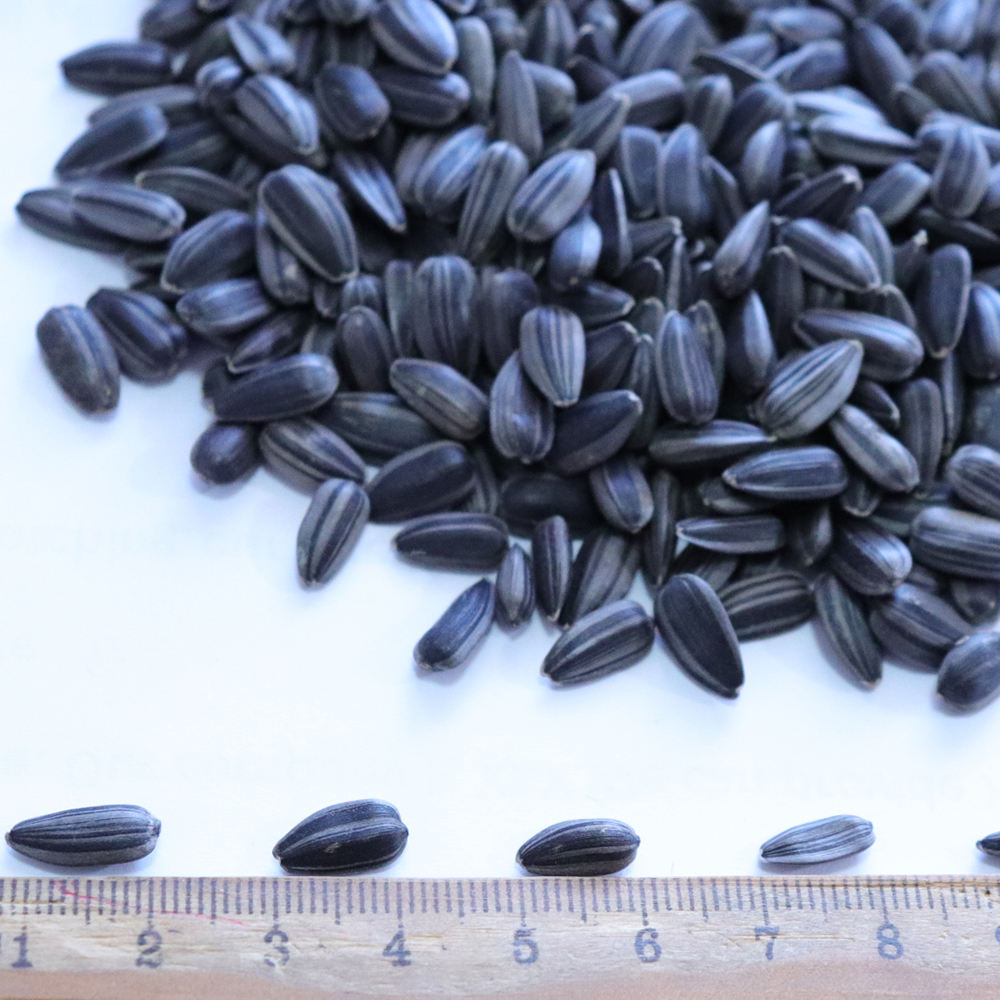 Sunflower Seeds for Oilseed Planting Wholesale pack for wholesale and international export