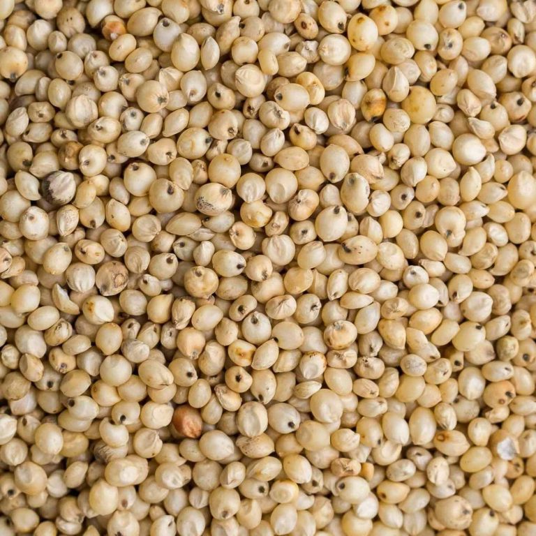 Sorghum Seeds for Commercial Planting Wholesale