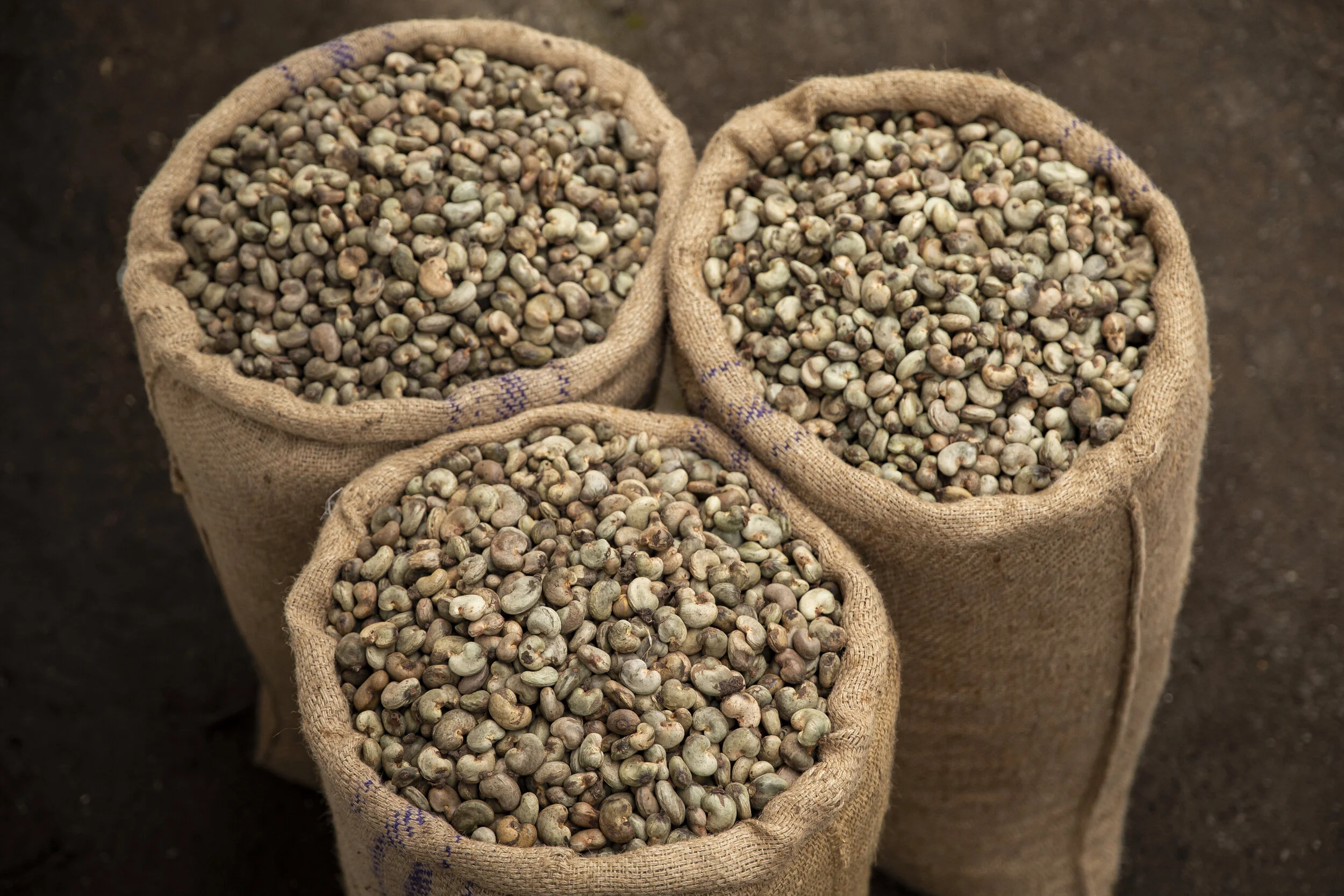 Raw Cashew Nuts for Processing Wholesale pack for wholesale and international export
