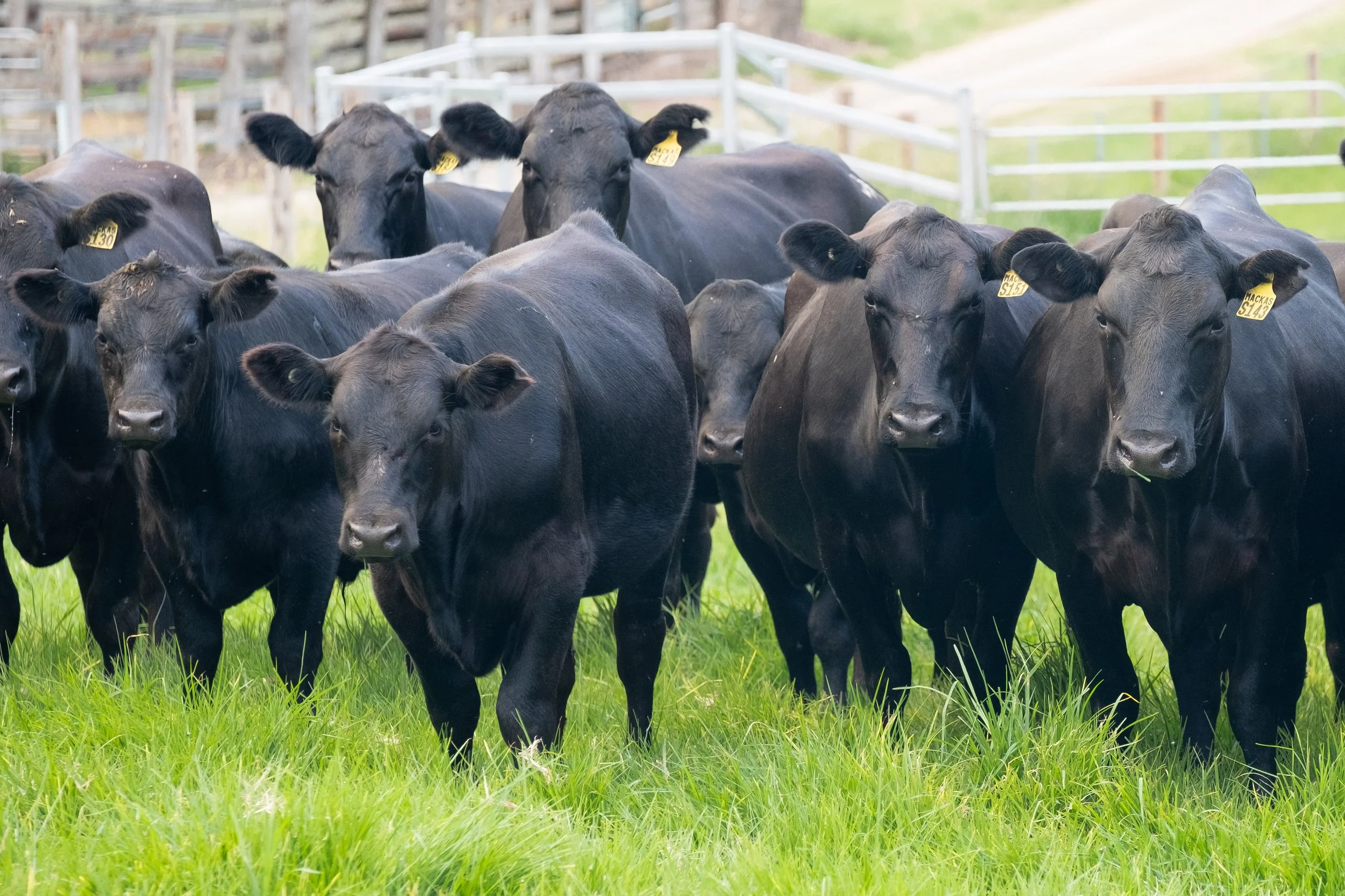 Angus Breeding Cows and Heifers Wholesale Export Enquiry
