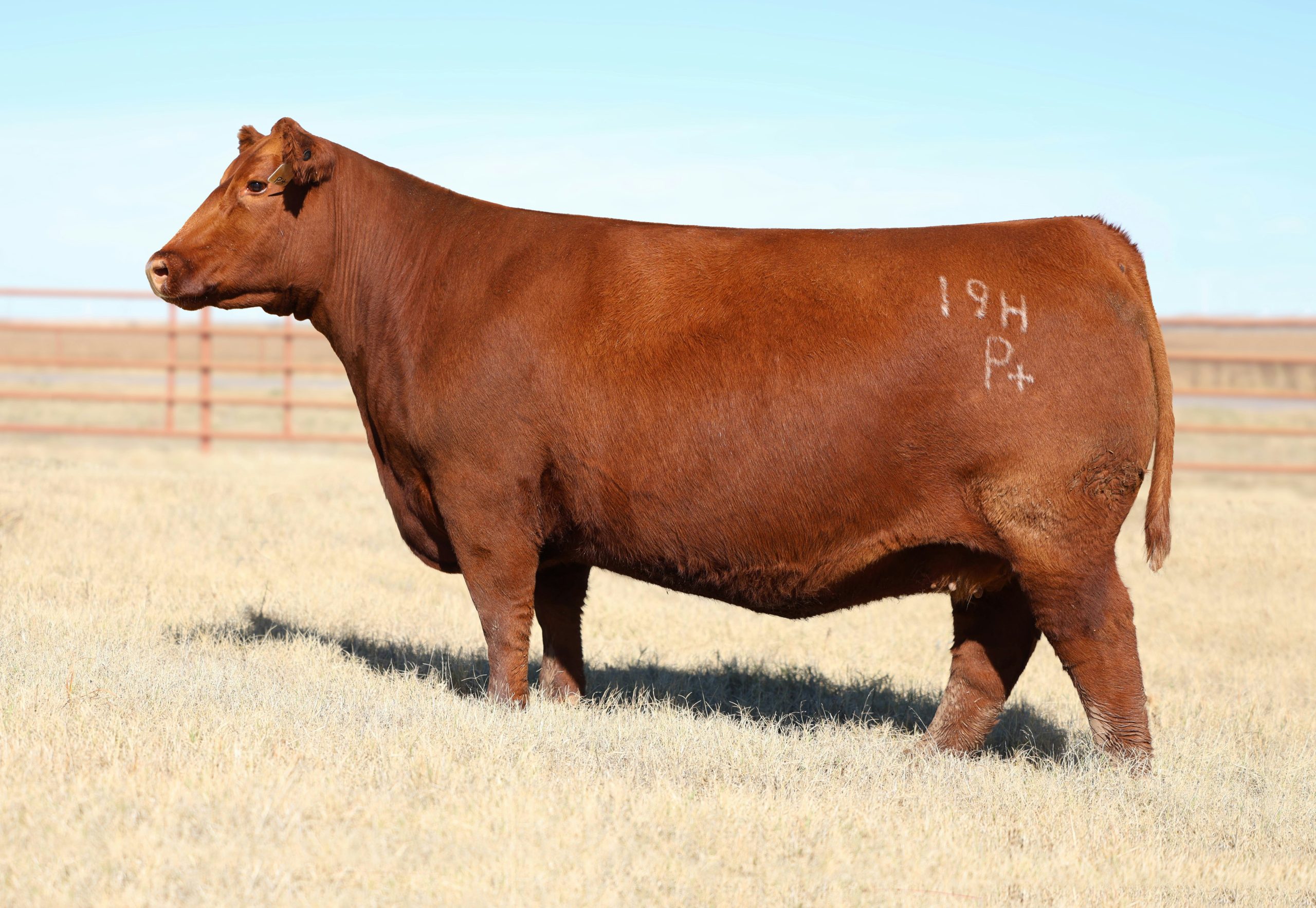 Red Angus Breeding Cattle Wholesale Export Enquiry pack for wholesale and international export