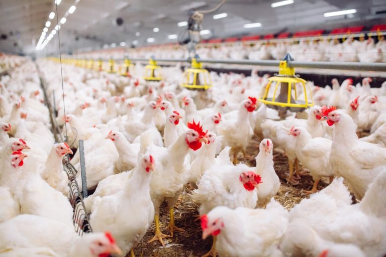 Live Poultry for Commercial Farms Wholesale