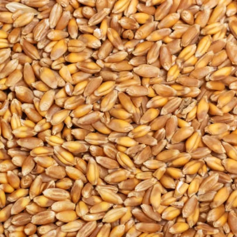 Hard Red Winter Wheat Wholesale
