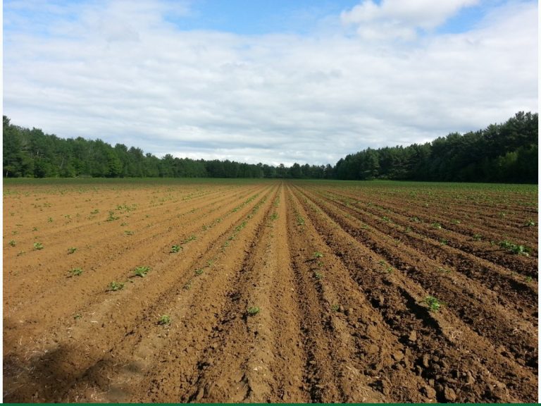 Seeds & Planting Materials