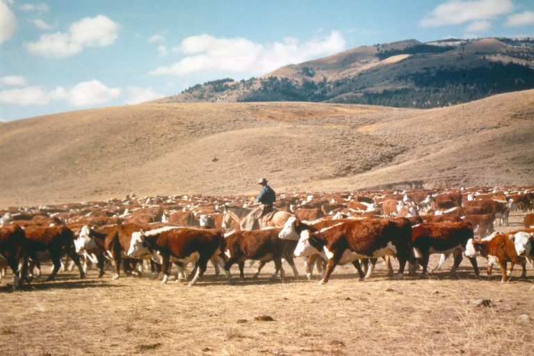Live Cattle for Farm Buyers Wholesale