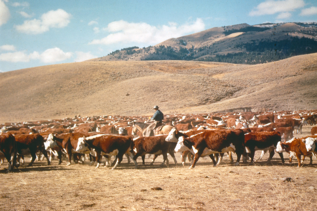 Live Cattle for Farm Buyers Wholesale pack for wholesale and international export