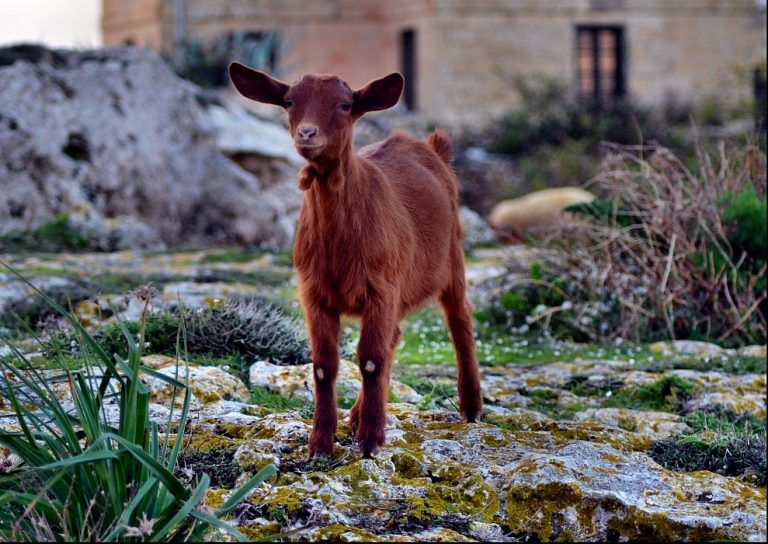 Live Dairy Goats for Breeding Wholesale