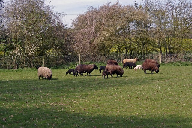 Live Ewes for Breeding Wholesale