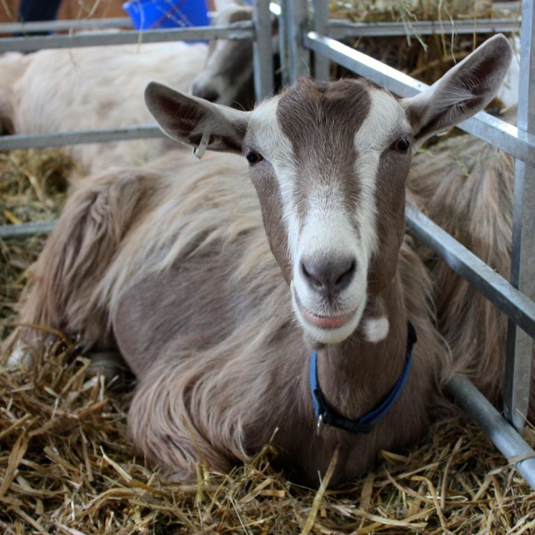 Live Meat Goats for Farm and Commercial Buyers Wholesale