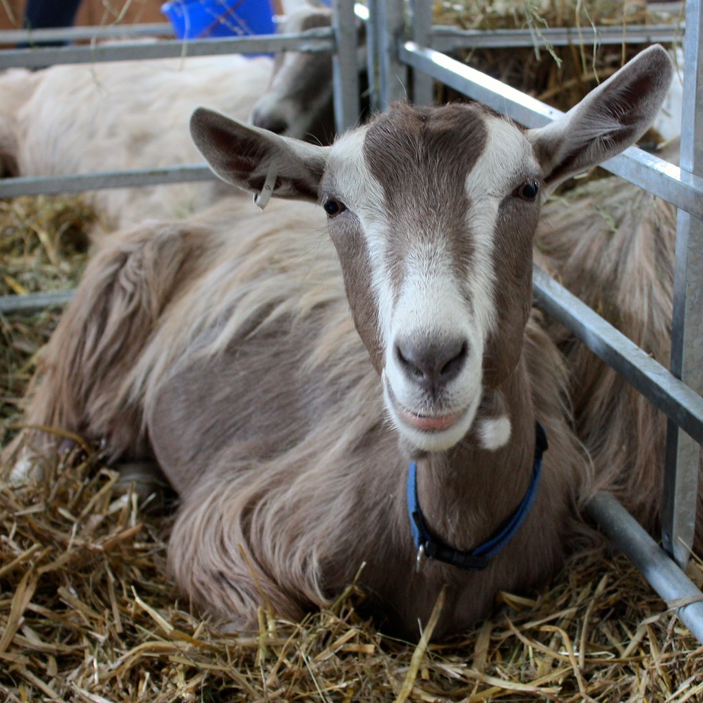 Live Meat Goats for Farm and Commercial Buyers Wholesale pack for wholesale and international export