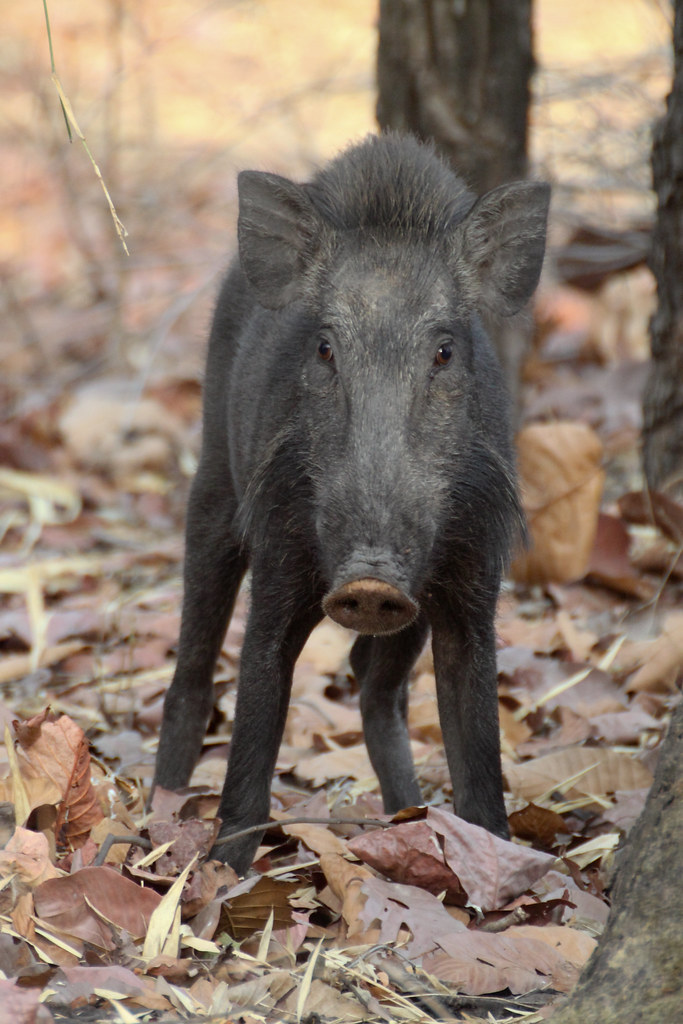 Live Piglets for Commercial Farms Wholesale pack for wholesale and international export