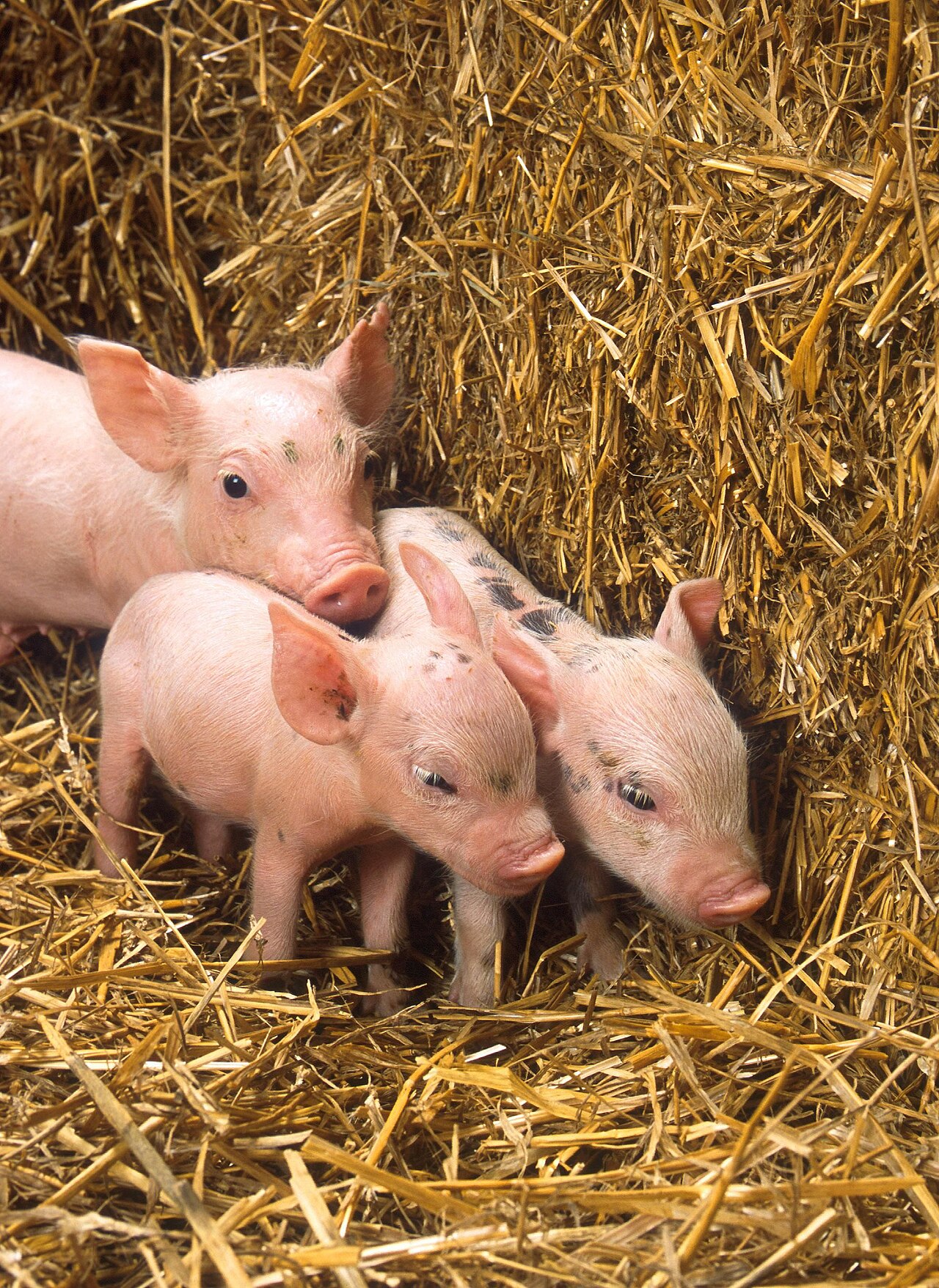 Live Piglets for Commercial Farms Wholesale pack for wholesale and international export