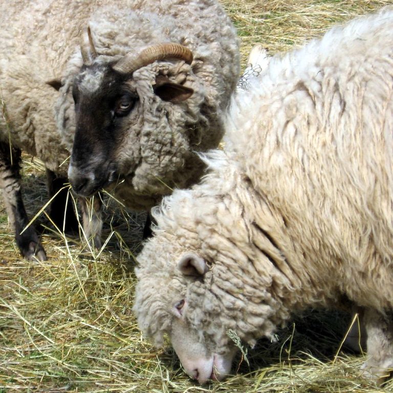 Live Sheep for Meat Production Wholesale