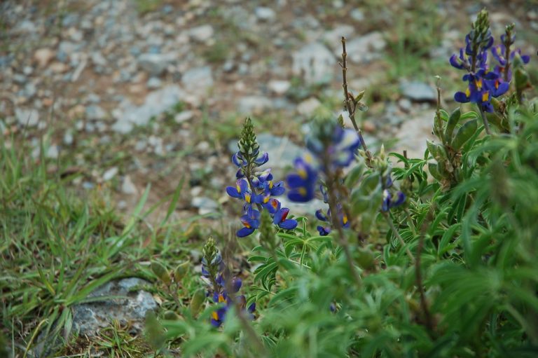 Lupin Beans Wholesale | Bulk B2B Supply