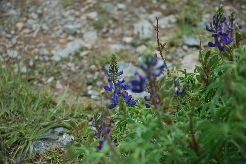 Lupin Beans Wholesale wholesale product