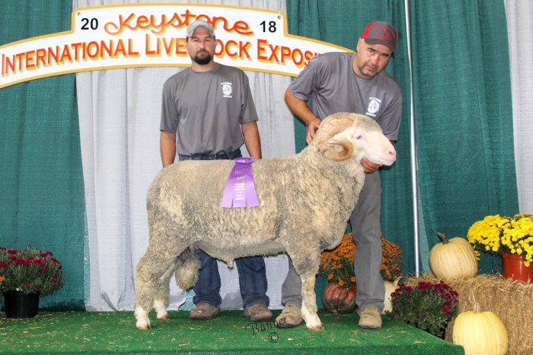 Merino Rams for Breeding Wholesale
