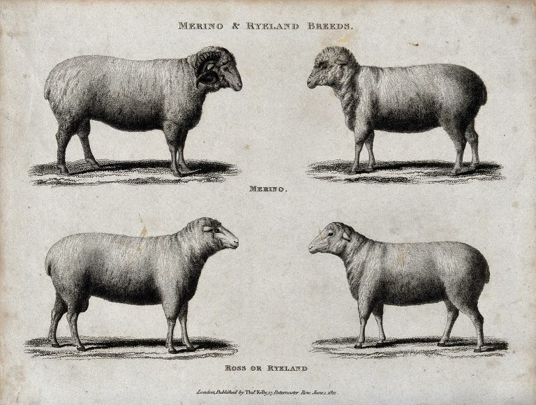 Merino Rams for Breeding Wholesale