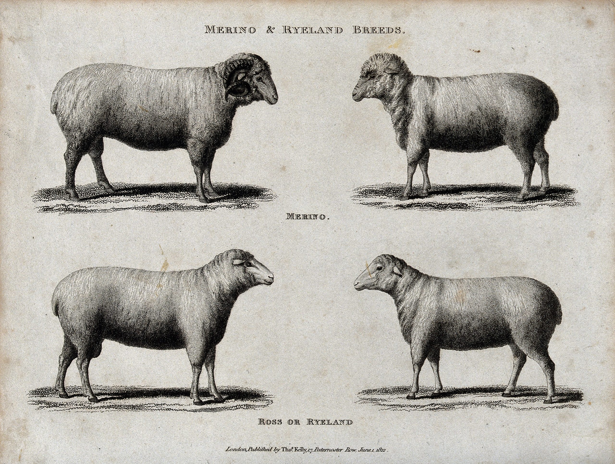 Merino Rams for Breeding Wholesale pack for wholesale and international export