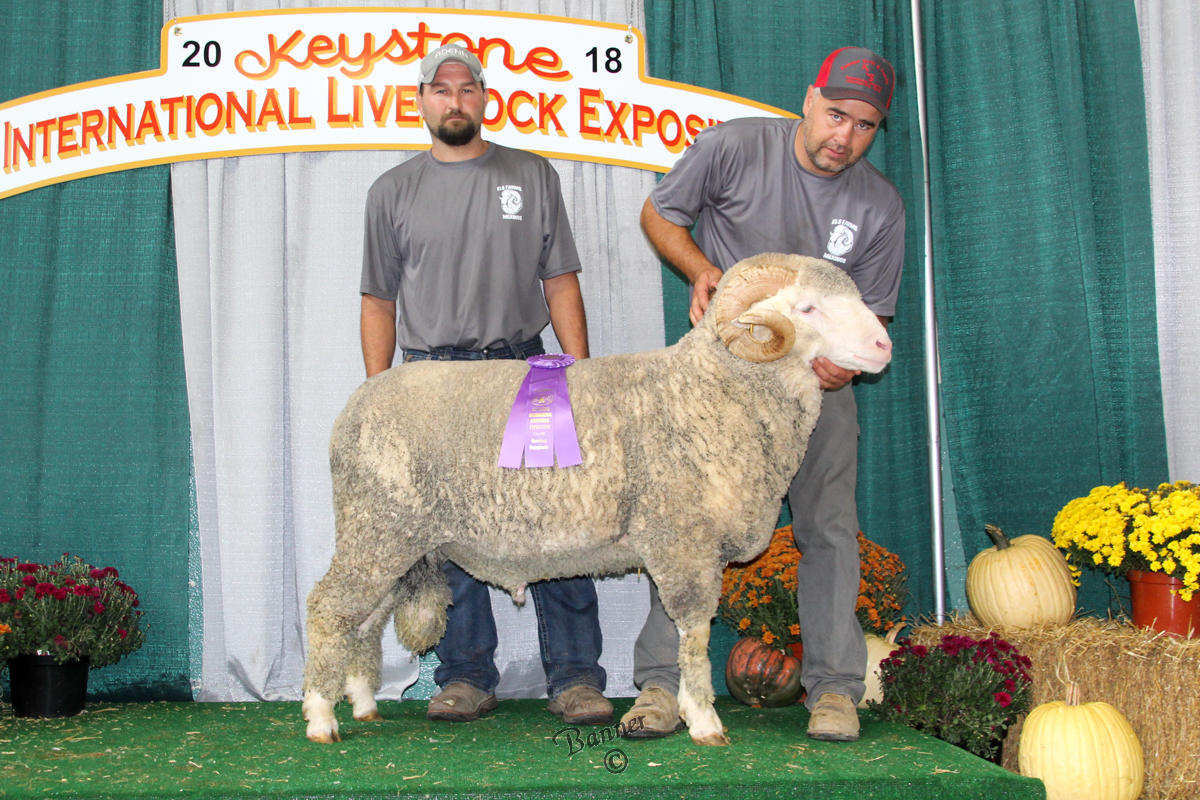 Merino Rams for Breeding