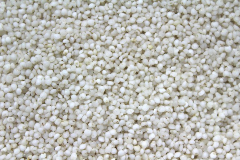 Millet Grain Wholesale | Bulk B2B Supply