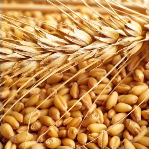 Milling Wheat Wholesale