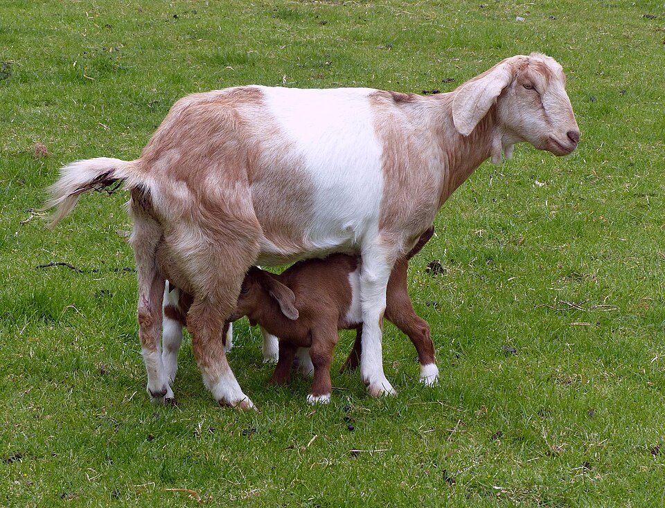 Mixed-Breed Goats by Farm Lot
