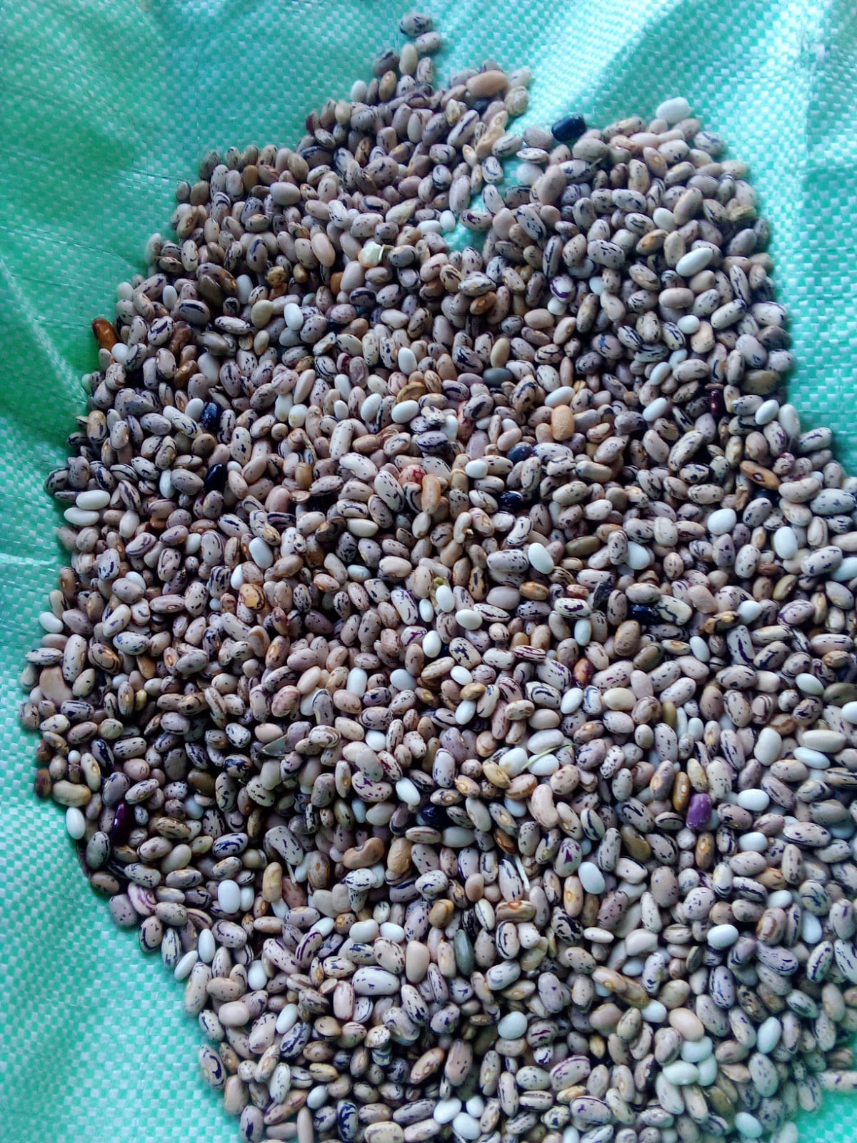 Mixed Dried Pulses