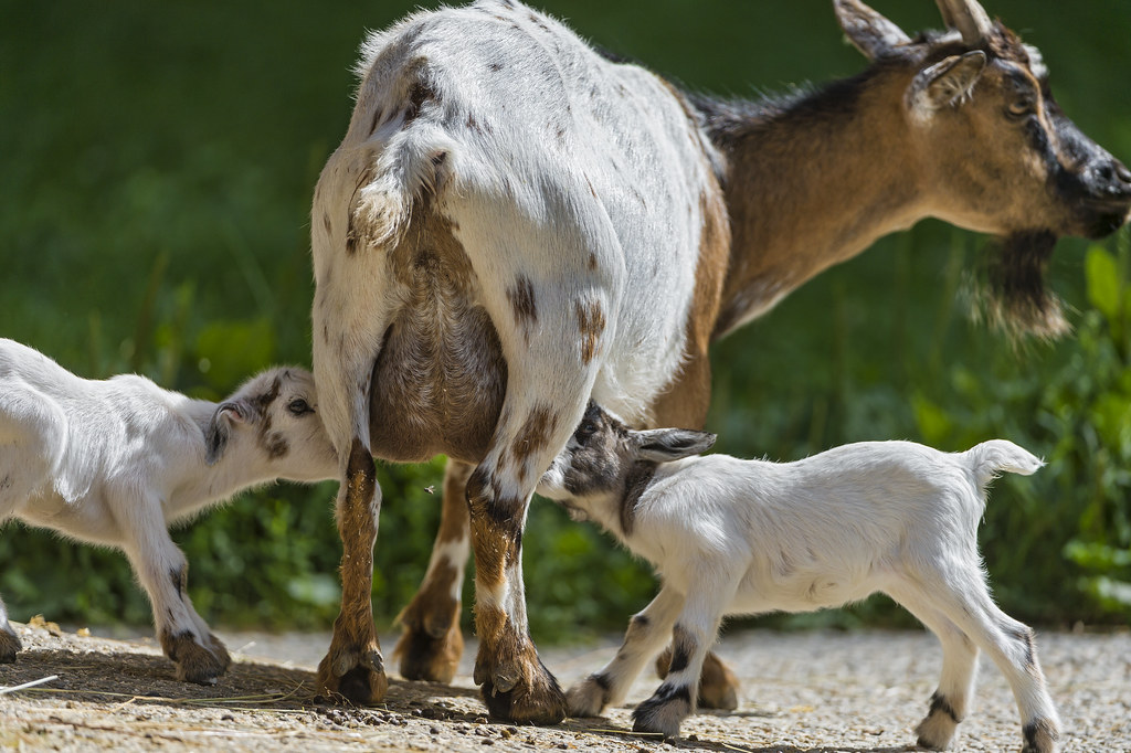 Mixed Livestock Export Lots Wholesale pack for wholesale and international export