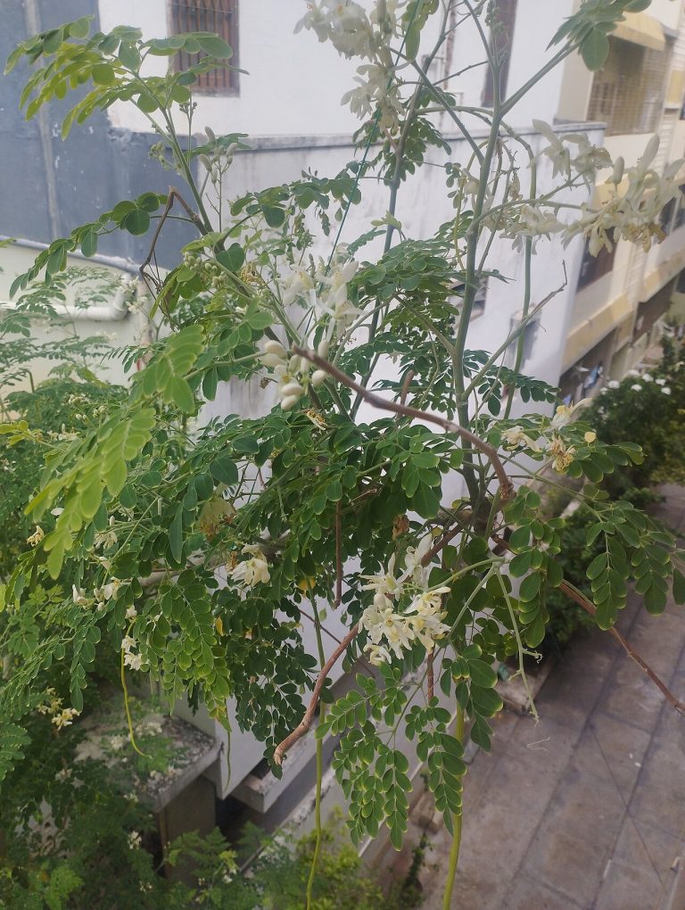 Moringa Leaves Fresh and Dried Wholesale