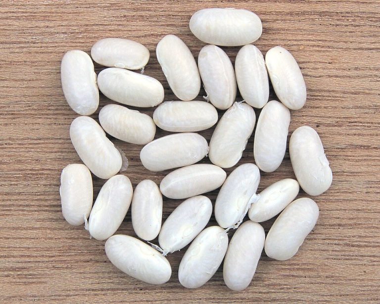 Navy Beans Wholesale