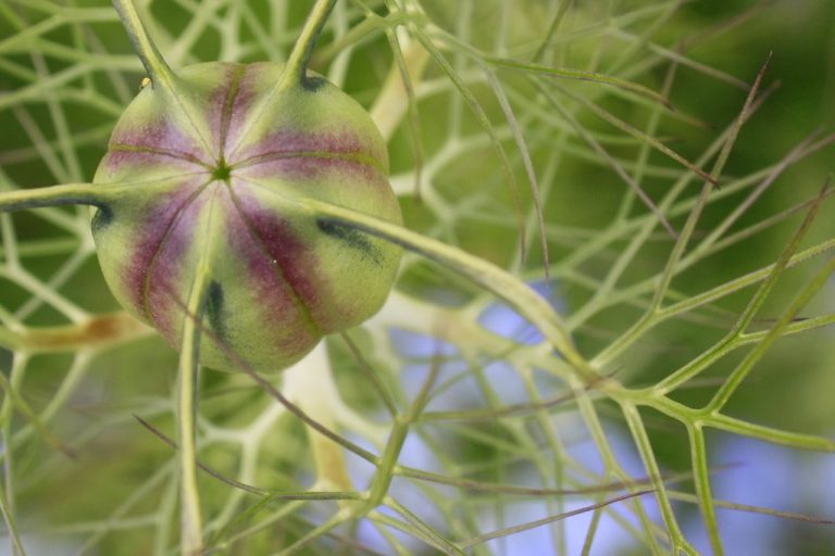 Nigella Seeds Wholesale | Bulk B2B Supply