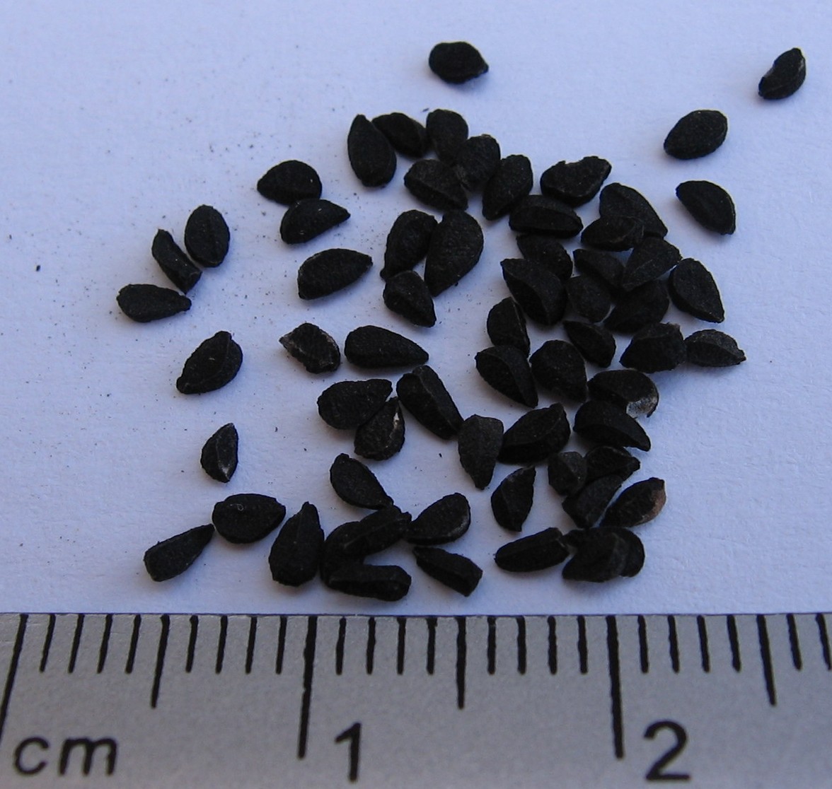 Nigella Seeds wholesale product name text; no product image requested