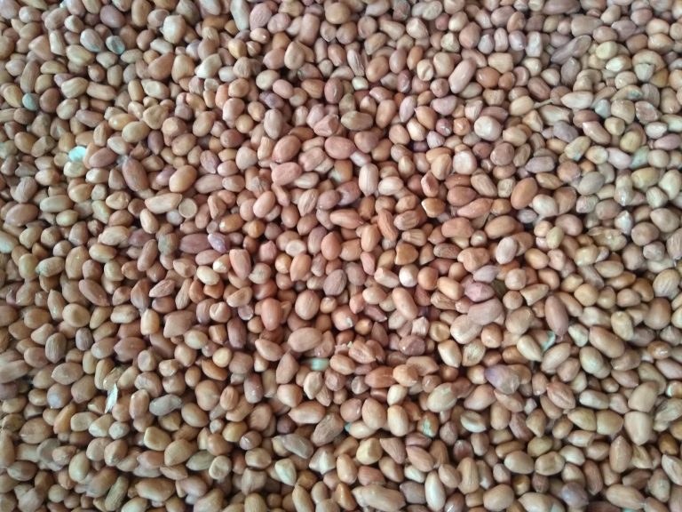 Peanut Kernels Wholesale | Bulk B2B Supply