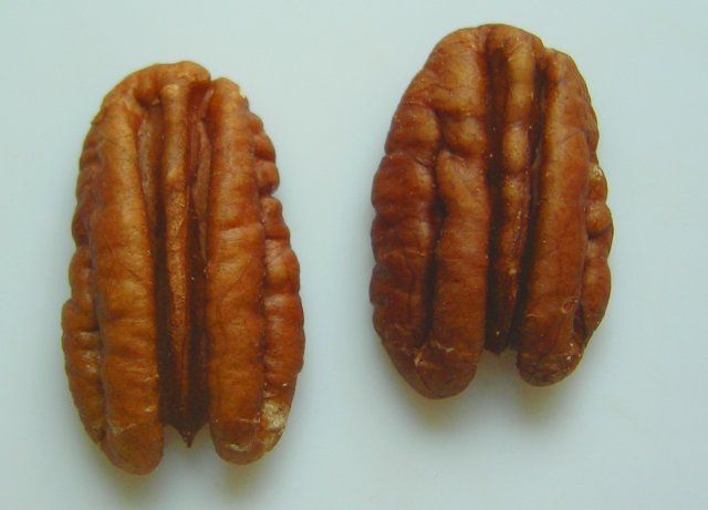 Pecan Nuts Wholesale | Bulk B2B Supply