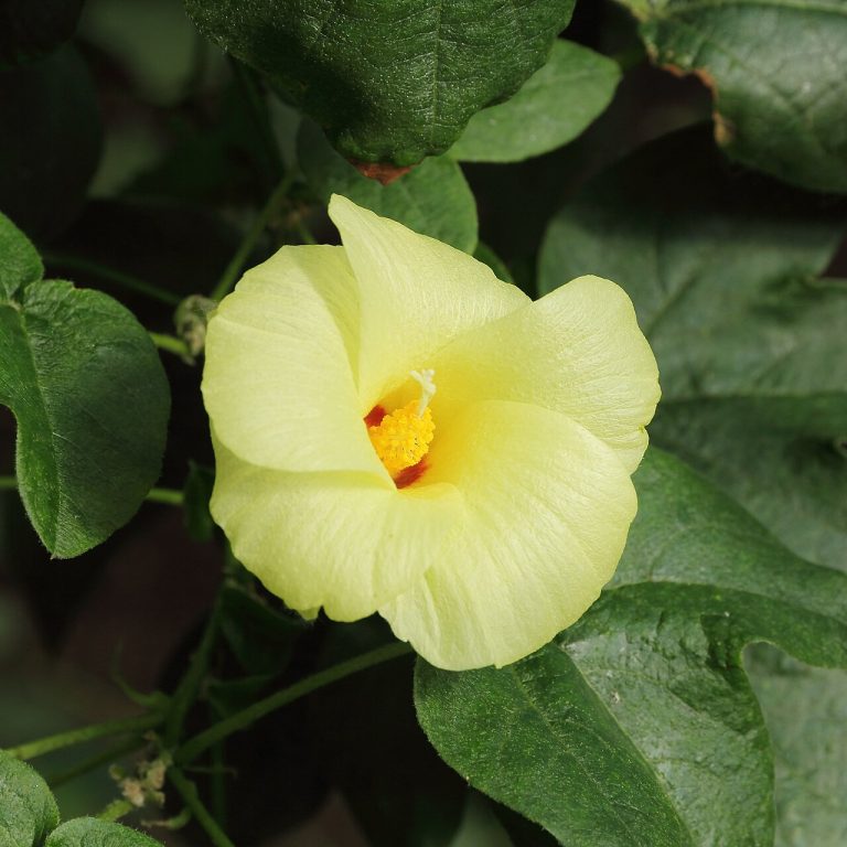 Pima Cotton Wholesale