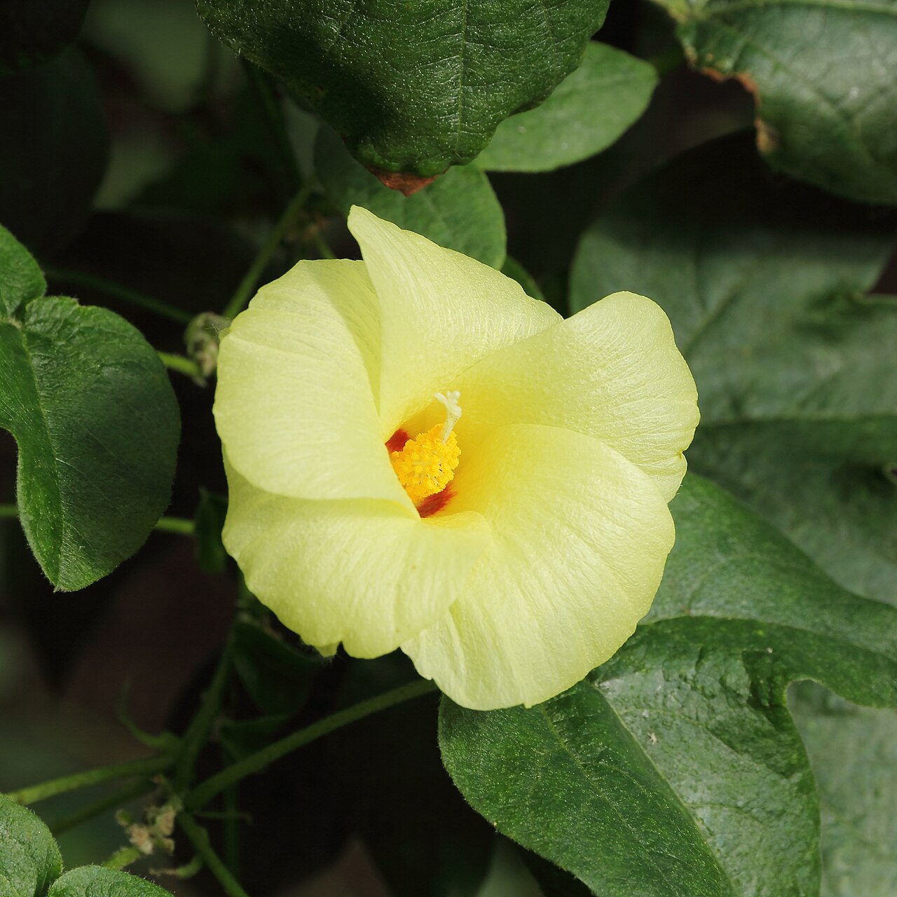 Pima Cotton