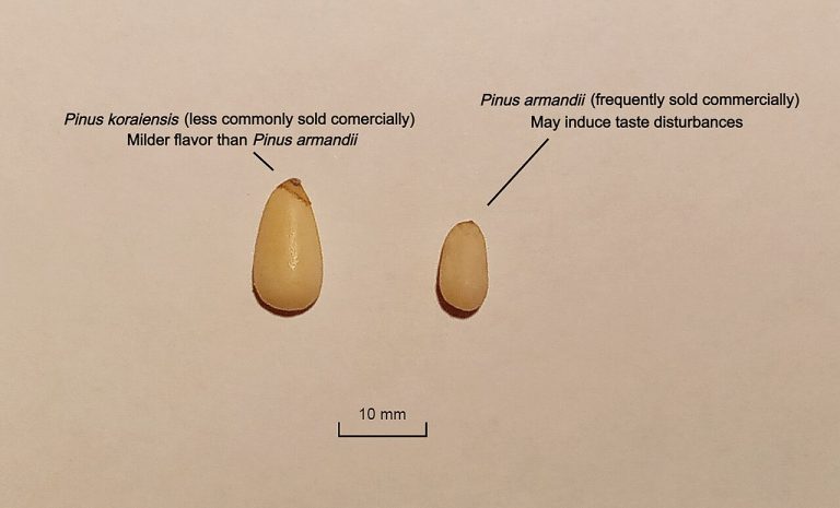 Pine Nuts Wholesale
