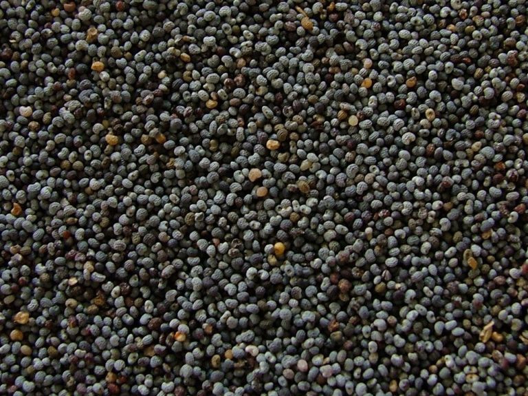 Poppy Seeds Wholesale