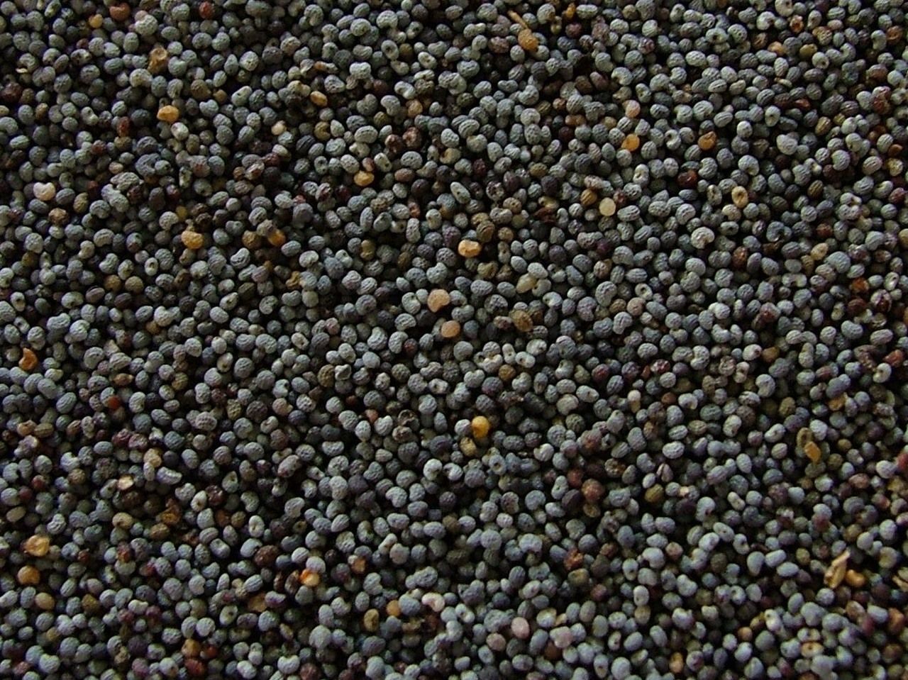 Poppy Seeds wholesale product name text; no product image requested