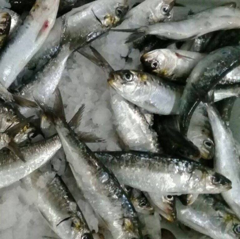 Frozen Whole Sardines Wholesale product photo