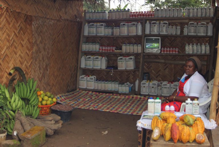 Raw Cocoa Beans Wholesale