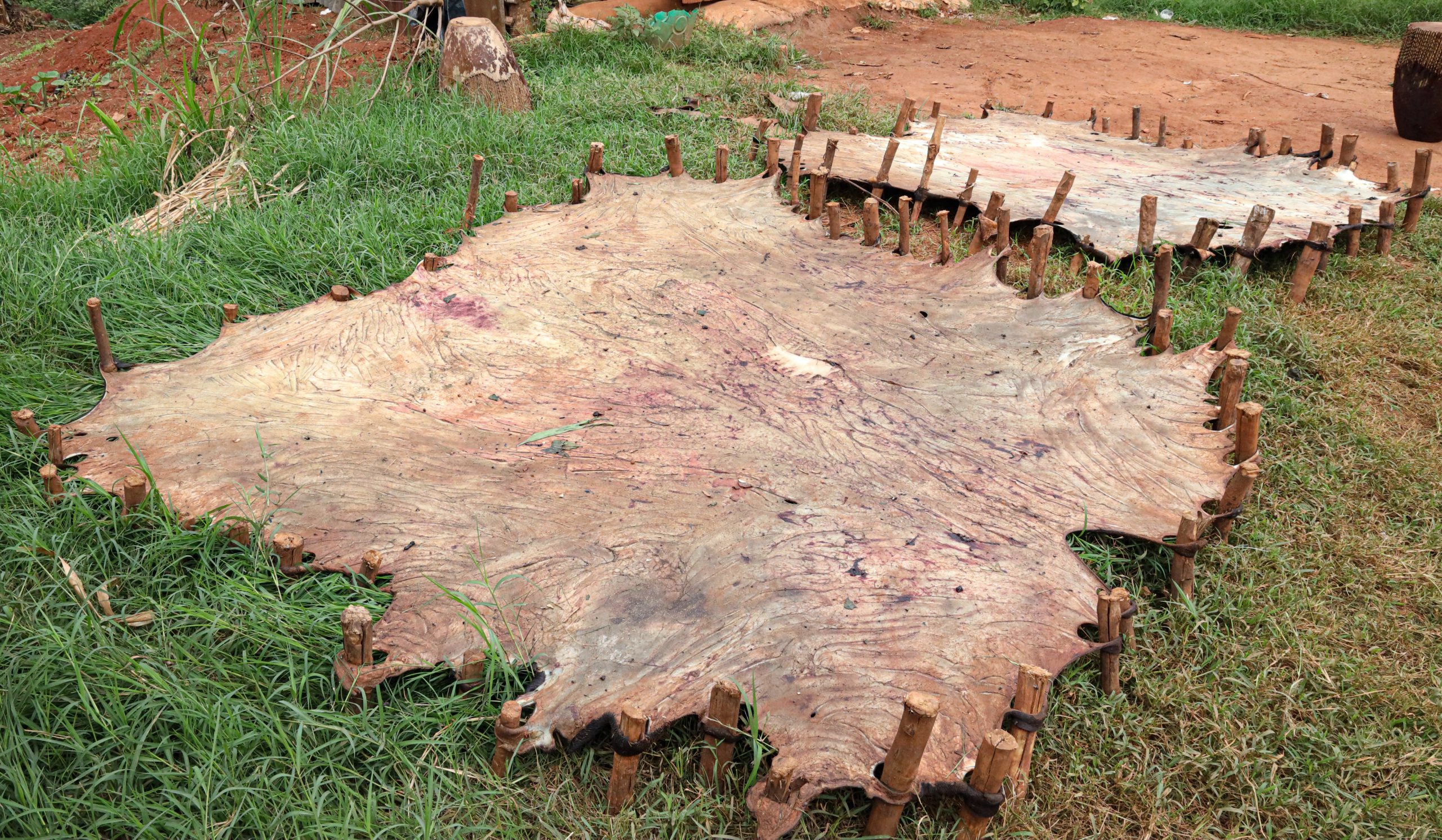 Raw Cow Hides Wholesale pack for wholesale and international export
