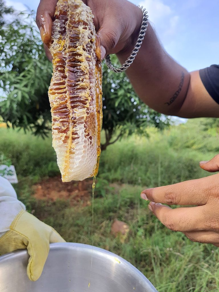 Raw Honey Wholesale