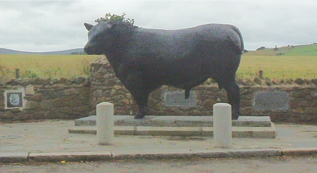 Registered Angus Bulls for Breeding Wholesale Export Enquiry