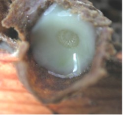 Royal Jelly Wholesale | Bulk B2B Supply